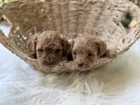 Rudy , a male Cavapoo for sale in Hardin, TX – Photo 3 of 9
