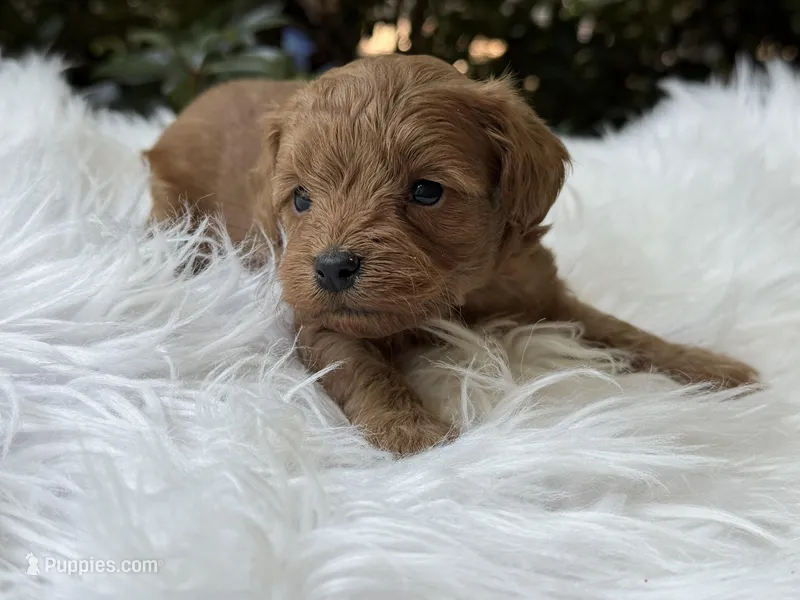 Rudy  – Cavapoo puppy for sale in Hardin, TX