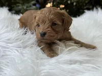 Rudy , a male Cavapoo for sale in Hardin, TX – Photo 1 of 9