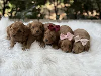 Rudy , a male Cavapoo for sale in Hardin, TX – Photo 4 of 9