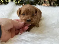 Rudy , a male Cavapoo for sale in Hardin, TX – Photo 6 of 9