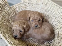 Rudy , a male Cavapoo for sale in Hardin, TX – Photo 5 of 9