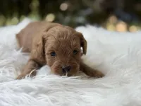 Rudy , a male Cavapoo for sale in Hardin, TX – Photo 2 of 9