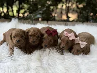 Rudy , a male Cavapoo for sale in Hardin, TX – Photo 7 of 9