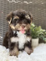Toby , a male Yorkshire Terrier for sale in Hardin, TX – 4 of 8