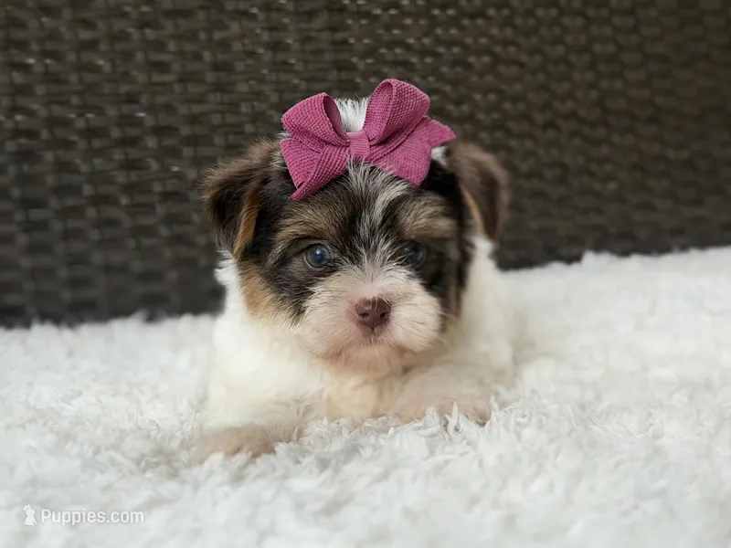 Gwen – Yorkshire Terrier puppy for sale in Hardin, TX