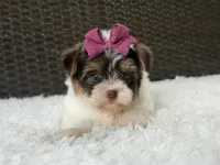 Gwen, a female Yorkshire Terrier for sale in Hardin, TX – 1 of 8