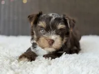 Kipp, a male Yorkshire Terrier for sale in Hardin, TX – 6 of 8