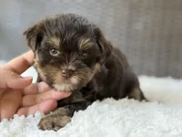 Maverick, a male Yorkshire Terrier for sale in Hardin, TX – 4 of 9