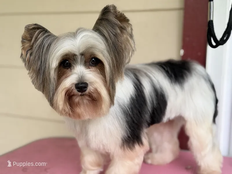 Cami – Yorkshire Terrier puppy for sale in Hardin, TX