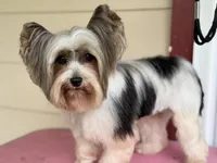 Cami, a female Yorkshire Terrier for sale in Hardin, TX – 3 of 6