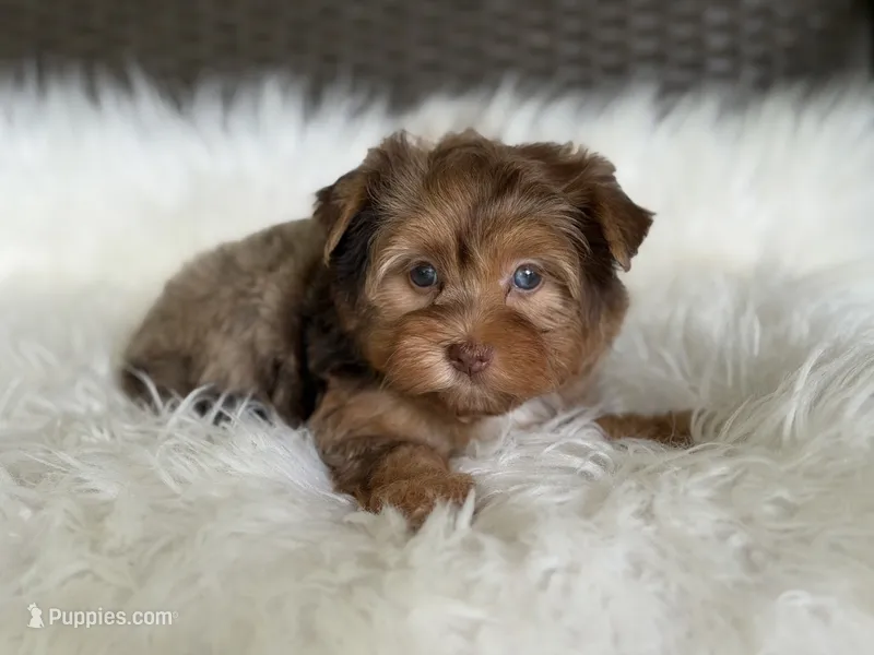 Jasmine (blue/green eyes) – Yorkshire Terrier puppy for sale in Hardin, TX