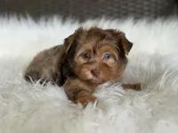 Jasmine (blue/green eyes), a female Yorkshire Terrier for sale in Hardin, TX – 2 of 10