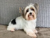 Cami, a female Yorkshire Terrier for sale in Hardin, TX – 5 of 6