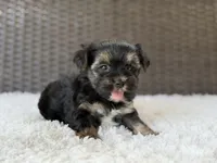 Theo , a male Yorkshire Terrier for sale in Hardin, TX – 2 of 10