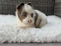 Chip, a male Yorkshire Terrier for sale in Hardin, TX – Photo 6 of 10