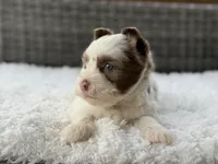 Chip, a male Yorkshire Terrier for sale in Hardin, TX – Photo 3 of 10