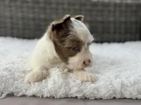 Chip, a male Yorkshire Terrier for sale in Hardin, TX – Photo 10 of 10