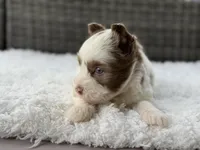 Chip, a male Yorkshire Terrier for sale in Hardin, TX – Photo 9 of 10