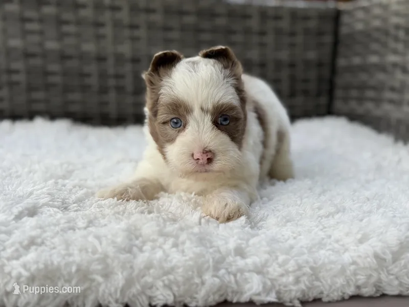 Chip – Yorkshire Terrier puppy for sale in Hardin, TX