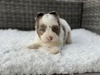 Chip, a male Yorkshire Terrier for sale in Hardin, TX – Photo 1 of 10