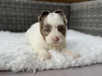 Chip, a male Yorkshire Terrier for sale in Hardin, TX – Photo 4 of 10