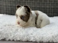 Chip, a male Yorkshire Terrier for sale in Hardin, TX – Photo 2 of 10