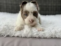 Chip, a male Yorkshire Terrier for sale in Hardin, TX – Photo 8 of 10