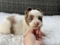 Chip, a male Yorkshire Terrier for sale in Hardin, TX – Photo 5 of 10