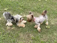 Stella , a female Yorkshire Terrier for sale in Hardin, TX – 6 of 8