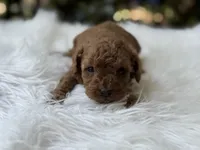 Romeo , a male Cavapoo for sale in Hardin, TX – Photo 2 of 8
