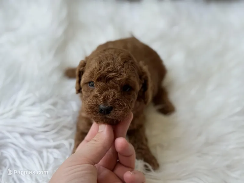 Romeo  – Cavapoo puppy for sale in Hardin, TX
