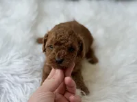 Romeo , a male Cavapoo for sale in Hardin, TX – Photo 1 of 8
