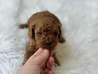 Romeo , a male Cavapoo for sale in Hardin, TX – Photo 4 of 8