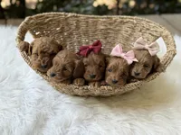 Romeo , a male Cavapoo for sale in Hardin, TX – Photo 6 of 8