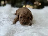 Romeo , a male Cavapoo for sale in Hardin, TX – Photo 3 of 8