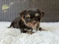 Toby , a male Yorkshire Terrier for sale in Hardin, TX – 6 of 8