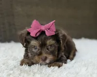 Darla , a female Yorkshire Terrier for sale in Hardin, TX – 2 of 10