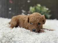 Marigold, a female Poodle - Toy  for sale in Hardin, TX – 6 of 8