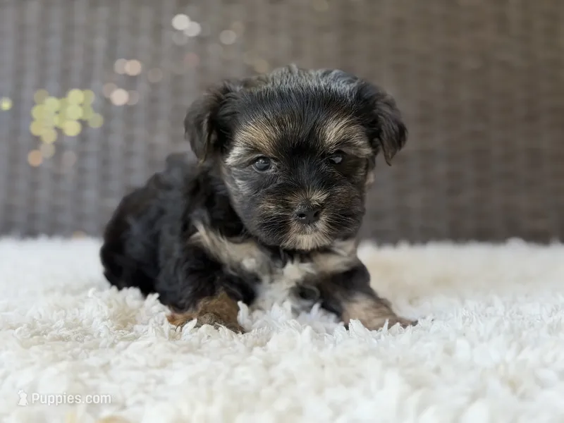 Theo  – Yorkshire Terrier puppy for sale in Hardin, TX