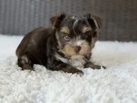 Kipp, a male Yorkshire Terrier for sale in Hardin, TX – 8 of 8