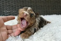 Cooper, a male Yorkshire Terrier for sale in Hardin, TX – 5 of 10