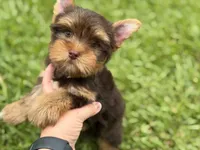 Ollie, a male Yorkshire Terrier for sale in Hardin, TX – 2 of 4