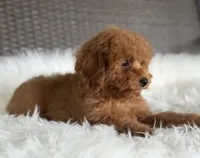 Red Romeo, a male Cavapoo and Poodle - Toy  for sale in Hardin, TX – 4 of 7