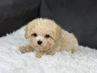 Curly (teacup) , a male Maltipoo for sale in Hardin, TX – Photo 7 of 9