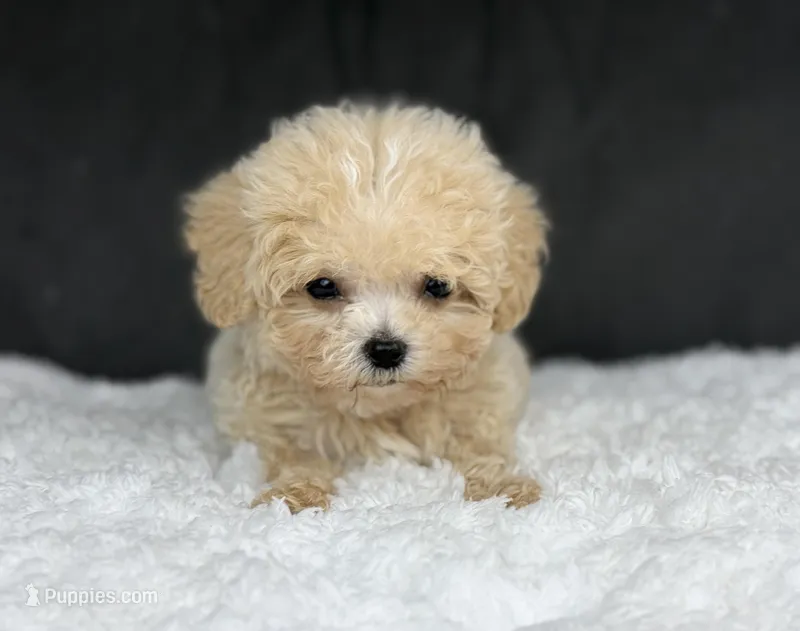 Curly (teacup)  – Maltipoo puppy for sale in Hardin, TX