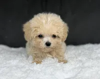 Curly (teacup) , a male Maltipoo for sale in Hardin, TX – Photo 3 of 9