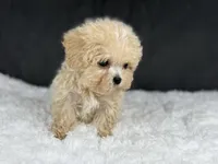 Curly (teacup) , a male Maltipoo for sale in Hardin, TX – Photo 9 of 9