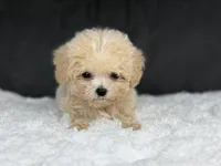 Curly (teacup) , a male Maltipoo for sale in Hardin, TX – Photo 1 of 9