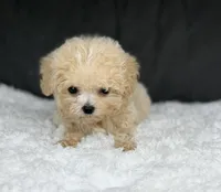 Curly (teacup) , a male Maltipoo for sale in Hardin, TX – Photo 2 of 9
